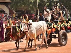 வண்ணமயமான மதுரை கல்லூரிகள்.. களைகட்டிய  பொங்கல் கொண்டாட்டம்!