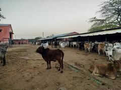 गायों पर भी सर्दी का सितम, कोटा की गौशालाओं में 184 गोवंशों ने तोड़ा दम, जिम्मेदारों ने साध ली चुप्पी