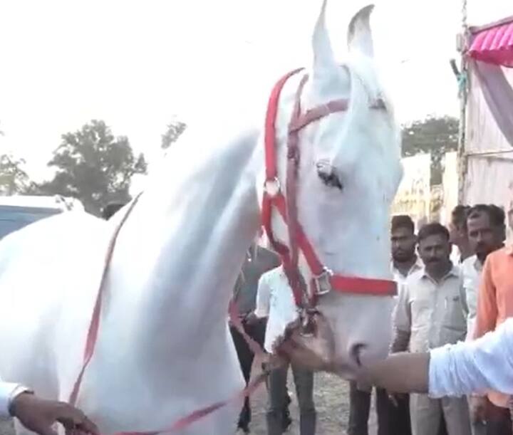 यावर्षी दामिनी हा मादी घोडा मालेगावच्या प्रदर्शनात दाखल झाला आहे..