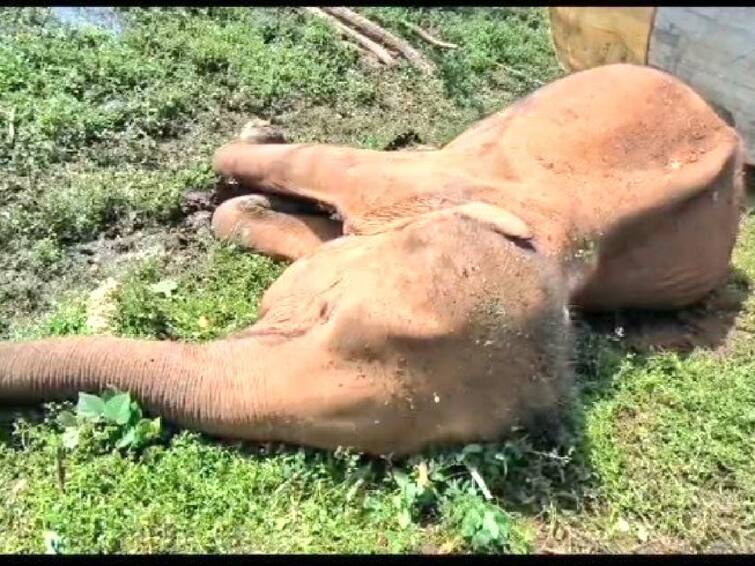 The forest department is investigating the death of a wild elephant near Coimbatore கோவை அருகே காட்டு யானை உயிரிழப்பு ; வனத்துறையினர் விசாரணை