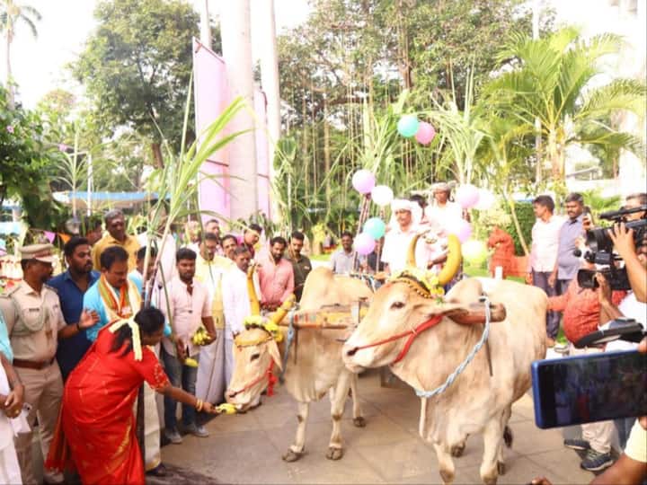Pongal is a traditional harvest festival celebrated in the southern Indian state of Tamil Nadu