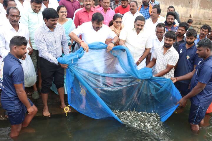 Trichy Project for stocking native fish fry in rivers Minister K.N. Nehru started mukkombu - TNN திருச்சியில் நாட்டு இன மீன் குஞ்சுகளை ஆறுகளில் இருப்பு செய்தல் திட்டம் தொடக்கம்