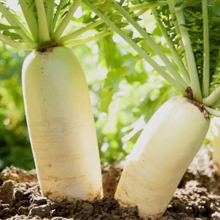 ਪੱਥਰੀ ਦੀ ਸਮੱਸਿਆ ਤੋਂ ਛੁਟਕਾਰਾ ਦਿਵਾਉਣ ਵਿਚ ਵੀ ਮੂਲੀ ਫਾਇਦੇਮੰਦ ਸਾਬਤ ਹੋ ਸਕਦੀ ਹੈ। ਇਸ ਦੇ ਲਈ 100 ਗ੍ਰਾਮ ਮੂਲੀ ਦੇ ਪੱਤਿਆਂ ਦਾ ਰਸ ਕੱਢ ਲਓ। ਇਸ ਨੂੰ ਦਿਨ 'ਚ ਲਗਭਗ 3 ਵਾਰ ਪੀਓ। ਇਸ ਨਾਲ ਪੱਥਰੀ ਪਿਸ਼ਾਬ ਰਾਹੀਂ ਬਾਹਰ ਆ ਜਾਵੇਗੀ।