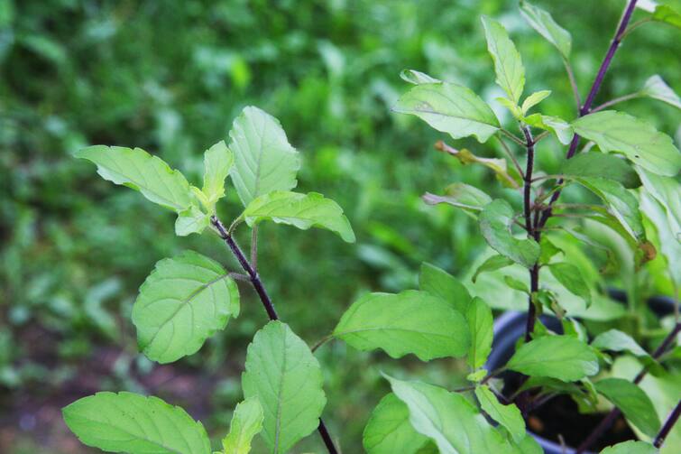 Tulsi Plant Rules Violations Bring Poverty Misfortune Things To Keep In Mind Rules For Tulsi Plant: Things You Need To Keep In Mind If You Have A Tulsi Plant At Home