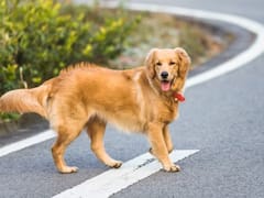 कुत्ते की पूंछ क्यों होती है टेढ़ी, चौंका देगी असली वजह