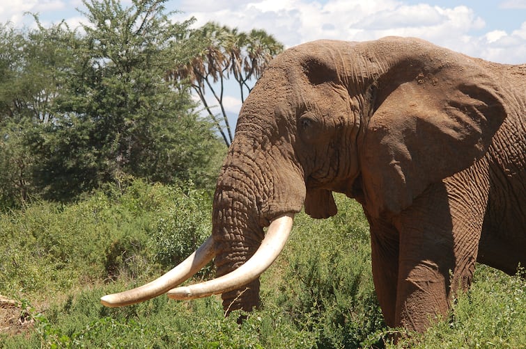 Why elephant tusks are expensive, know what is the reason Elephant Tusk: ਹਾਥੀ ਦੇ ਦੰਦ ਕਿਉਂ ਹੁੰਦੇ ਹਨ ਮਹਿੰਗੇ, ਜਾਣੋ ਕੀ ਹੈ ਕਾਰਨ
