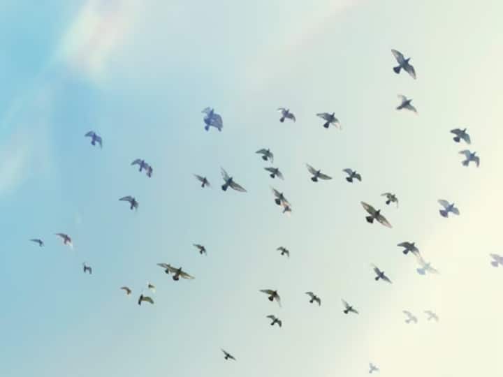 migratory birds stop in the middle of a long journey, read interesting facts ठंड में आने वाले प्रवासी पक्षी लंबे सफर के बीच में कहां रुकते, पढ़ें रोचक तथ्य 