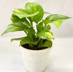 Gardening Tips: મની પ્લાન્ટને તરોતાજા અને લીલોછમ રાખવા માટે આ સરળ ટિપ્સ કરો ફોલો