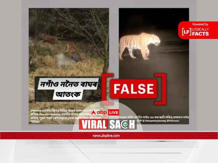 Old Unrelated Video clips Passed Off As Recent Tiger Attack In Assam Nagaon viral sach Fact Check: Viral Videos Passed Off As Recent Tiger Attack In Assam's Nagaon Are Old And Unrelated