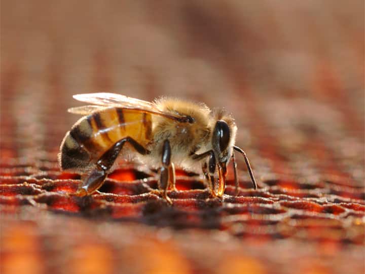 सेहत के लिए शहद बेहद लाभदायक होता है ये तो सभी जानते हैं लेकिन क्या आपको पता है नन्हीं सी मधुमक्खियों को एक चम्मच शहद बनाने में कितनी मेहनत करनी पड़ती है.
