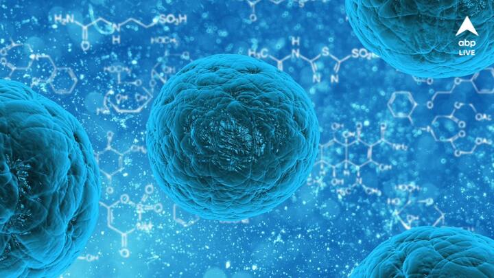 অ্যান্টিঅক্সিডেন্ট সমৃদ্ধ: অ্যান্টিঅক্সিডেন্ট শরীরের জনর বিশেষভাবে দরকারি। এটি শরীরের অক্সিডেটিভ স্ট্রেস কমিয়ে দেয়। শিমের মধ্যে রয়েছে এই বিশেষ গুণ। (প্রতীকী ছবি সৌজন্য: পিক্স্যাবে)