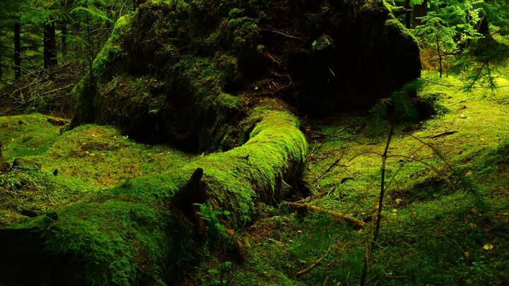 লিশিম জানান, গুহার নিচে এমন অরণ্য দেখে ‘অবতার’ ছবির কথা মনে পড়ে যায় তাঁর। মাকড়শার জালের মতো লতাপাতা জড়িয়ে ছিল পরস্পরকে। গাছপালা সব এতই পলকা ছিল যে ধরে টান দিলেই উঠে আসার জোগাড় হয়। কিন্তু ছেড়ে দিলে যেমন ছিল, তেমন আকার ধারণ করে। যে কারণে ওই অরণ্যকে ‘ম্যাজিকাল ফরেস্ট’ও বলা হয়। ছবি: পিক্সাবে।