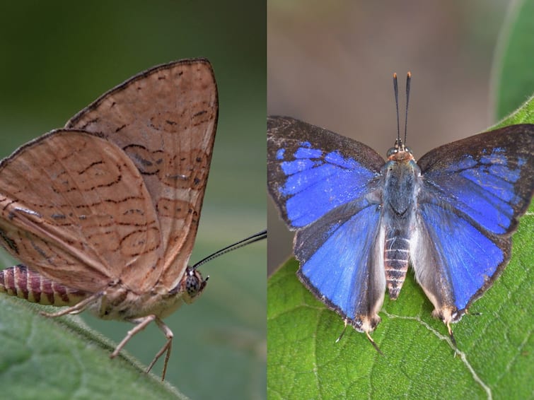 Western Ghats get a new species of butterfly after 33 years  The Cloud Forest Silverline Butterfly: 33 ஆண்டுகளுக்கு பிறகு அதிசய வண்ணத்துப்பூச்சி கண்டுபிடிப்பு! மேற்குத்தொடர்ச்சி மலையில் வாவ்!