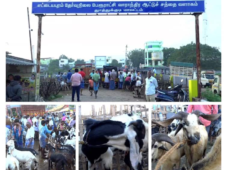 Pongal 2024 Ettayapuram Goat Market  sales up to Rs 7 crore for Pongal festival - TNN Pongal 2024: ஒரே நாளில் 7 கோடி ரூபாய்க்கு ஆடுகள் விற்பனை;  எட்டயபுரம் சந்தையில் விற்பனை அமோகம்