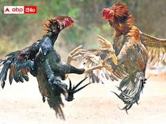 కోడిపందేలకు కాకతీయుల నాటి నుంచి చరిత్ర - ఈ డీటైల్స్ తెలిస్తే ఆశ్చర్యపోతారు.