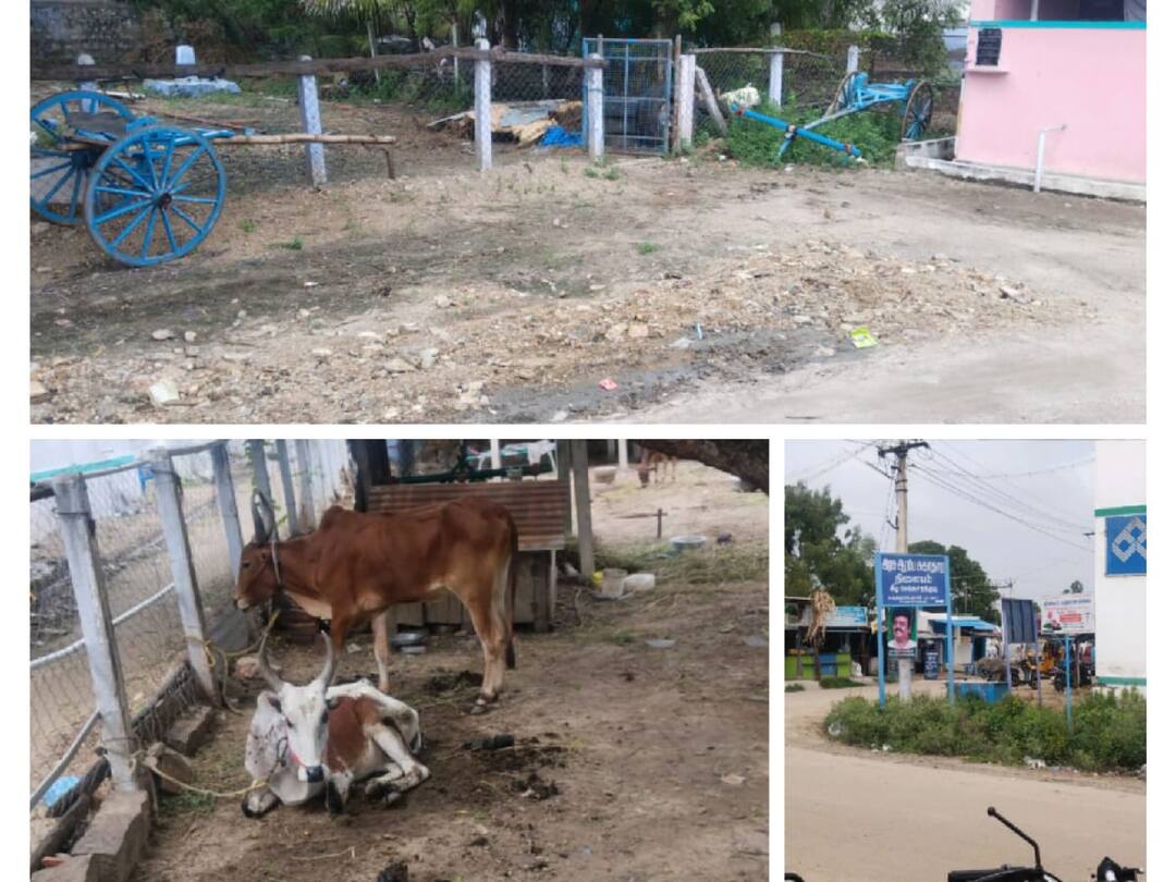 Pongal 2024 Thoothukudi Sekarakudy village celebrates Cattle Pongal without Rekla competition - TNN Pongal 2024: வாரி சுருட்டிய மழை, வெள்ளம் - ரேக்ளா போட்டி இல்லாத பொங்கலை கொண்டாடும் செக்காரக்குடி கிராமம்