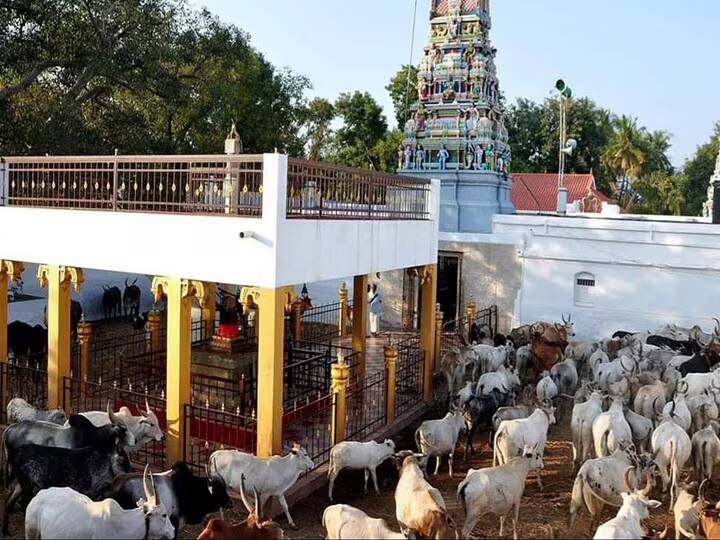 Pongal 2024 Kampam Nandagopalan Dhampiran Cattle Farm in Theni dist - TNN Pongal 2024: மாடுகளுக்கு அமைக்கப்பட்டுள்ள தேனி கோயிலின் சிறப்புகள் தெரியுமா..?