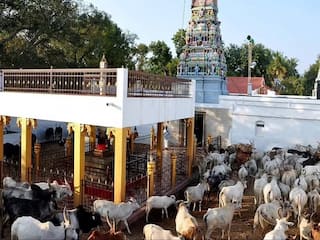 Pongal 2024: மாடுகளுக்கு அமைக்கப்பட்டுள்ள தேனி கோயிலின் சிறப்புகள் தெரியுமா..?