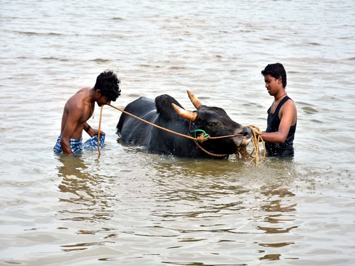 Jallikattu 2024: ஜல்லிக்கட்டு காளைகள் வளர்க்கும் திண்டுக்கல் இளம்பெண்