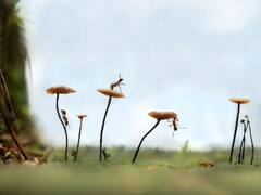 सबसे बड़ी इंजीनियर मानी जाती हैं चिटियां लेकिन क्यों?