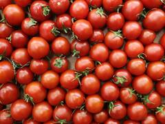 बढ़िया ग्रोथ के लिए टमाटर के पौधे में डालें ये चीज, होगी अच्छी पैदावार