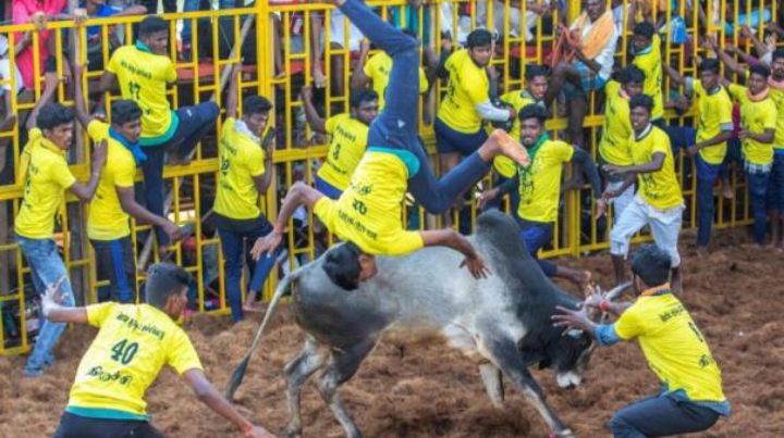 Jallikattu 2024: திருச்சியில் முதல் ஜல்லிக்கட்டு சூரியூரில் வரும் 16ம் தேதி தொடக்கம்..வீரர்கள் உற்சாகம்