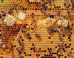 ਇੱਕ ਚਮਚ ਸ਼ਹਿਦ ਤਿਆਰ ਕਰਨ ਲਈ ਮੱਖੀਆਂ ਨੂੰ ਕਿੰਨੀ ਕਰਨੀ ਪੈਂਦੀ ਹੈ ਮਿਹਨਤ ?