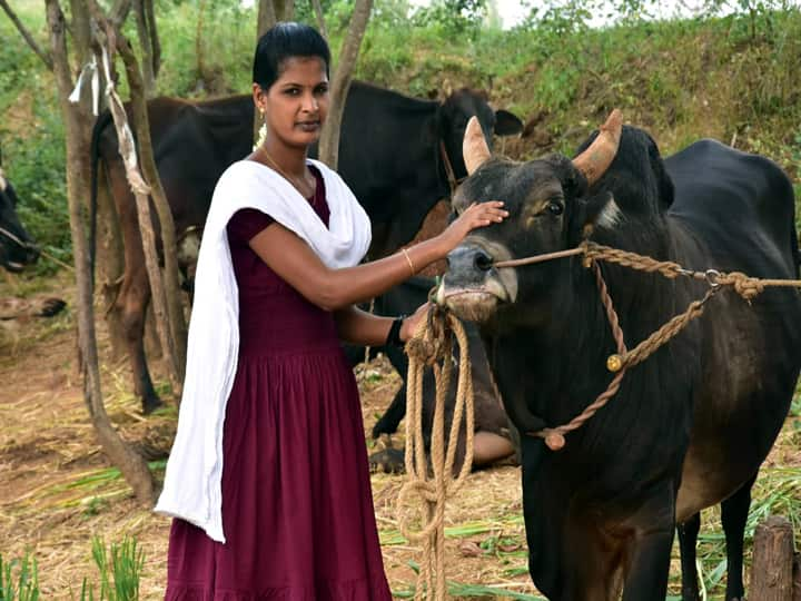 Jallikattu 2024  Dindigul Girl Jallikattu Bulls Breeding for competition - TNN Jallikattu 2024: ஜல்லிக்கட்டு காளைகள் வளர்க்கும் திண்டுக்கல் இளம்பெண்