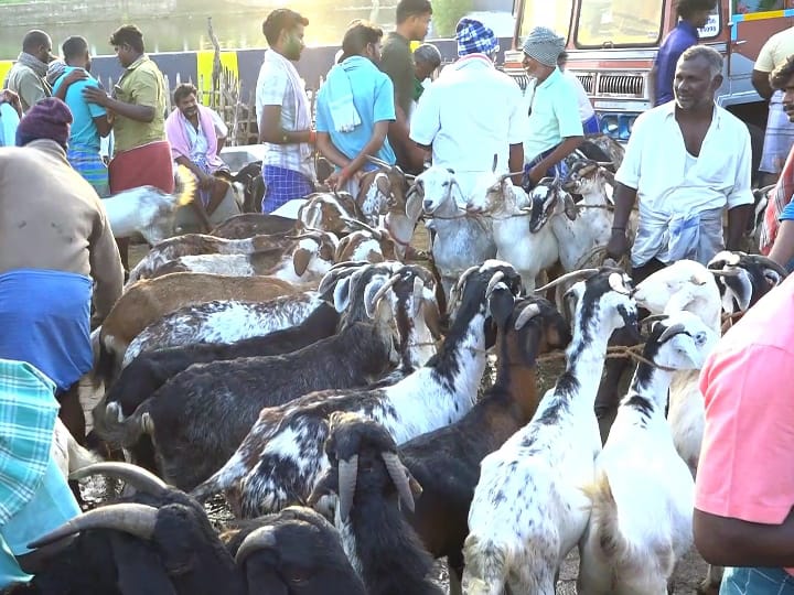 Pongal 2024: ஒரே நாளில் 7 கோடி ரூபாய்க்கு ஆடுகள் விற்பனை;  எட்டயபுரம் சந்தையில் விற்பனை அமோகம்