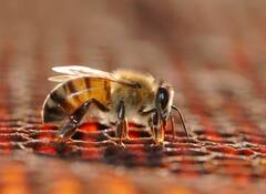 ਇੱਕ ਚਮਚ ਸ਼ਹਿਦ ਤਿਆਰ ਕਰਨ ਲਈ ਮੱਖੀਆਂ ਨੂੰ ਕਿੰਨੀ ਕਰਨੀ ਪੈਂਦੀ ਹੈ ਮਿਹਨਤ ?