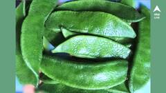 Lablab benefits: শিম খেতে ভালোবাসেন ? এটি খেলে কী হয় জানেন