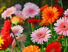 इंजिनिअरची नोकरी सोडून फुलशेतीचा प्रयोग, 6 महिन्यात लाखोंचा नफा 