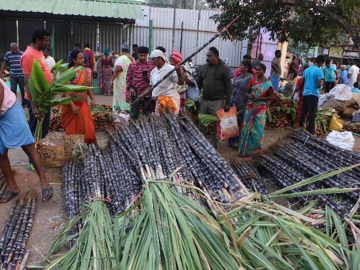 Sales of sugarcane and turmeric are huge in Salem ahead of Pongal festival Pongal 2024 Pongal 2024: களைகட்டும் பொங்கல் பண்டிகை.. சேலத்தில் கரும்பு, மஞ்சள் விற்பனை அமோகம்..