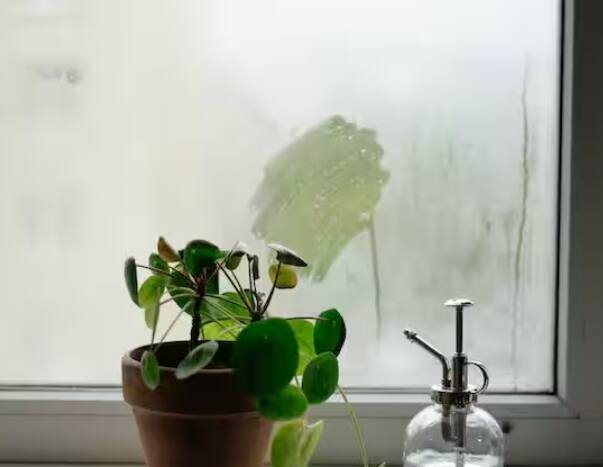 ਮਨੀ ਪਲਾਂਟ ਇੱਕ ਪੌਦਾ ਹੈ ਜੋ ਆਸਾਨੀ ਨਾਲ ਵਧਦਾ ਹੈ ਅਤੇ ਅੰਦਰੂਨੀ ਸਜਾਵਟ ਲਈ ਵੀ ਵਧੀਆ ਹੈ। ਪਰ ਕਈ ਵਾਰ ਅਜਿਹਾ ਹੁੰਦਾ ਹੈ ਕਿ ਮਨੀ ਪਲਾਂਟ ਵਧਣਾ ਬੰਦ ਕਰ ਦਿੰਦਾ ਹੈ।