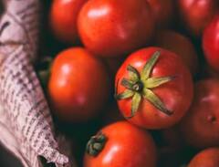 ਟਮਾਟਰ ਦਾ ਚੰਗਾ ਝਾੜ ਲੈਣ ਲਈ ਪੌਦਿਆਂ ‘ਚ ਪਾਓ ਇਹ ਚੀਜ਼, ਹੋਵੇਗਾ ਫ਼ਾਇਦਾ