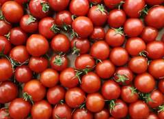 ਟਮਾਟਰ ਦਾ ਚੰਗਾ ਝਾੜ ਲੈਣ ਲਈ ਪੌਦਿਆਂ ‘ਚ ਪਾਓ ਇਹ ਚੀਜ਼, ਹੋਵੇਗਾ ਫ਼ਾਇਦਾ