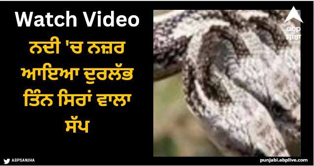 three headed snake spotted mooi river watch viral Viral Video: ਨਦੀ 'ਚ ਨਜ਼ਰ ਆਇਆ ਦੁਰਲੱਭ ਤਿੰਨ ਸਿਰਾਂ ਵਾਲਾ ਸੱਪ, ਦੇਖੋ ਹੈਰਾਨ ਕਰਨ ਵਾਲੀ ਵੀਡੀਓ!