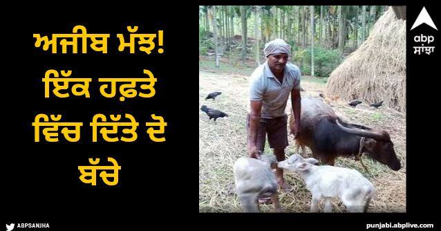 buffalo gave birth two calf in week Viral News: ਅਜੀਬ ਮੱਝ! ਇੱਕ ਹਫ਼ਤੇ ਵਿੱਚ ਦਿੱਤੇ ਦੋ ਬੱਚੇ