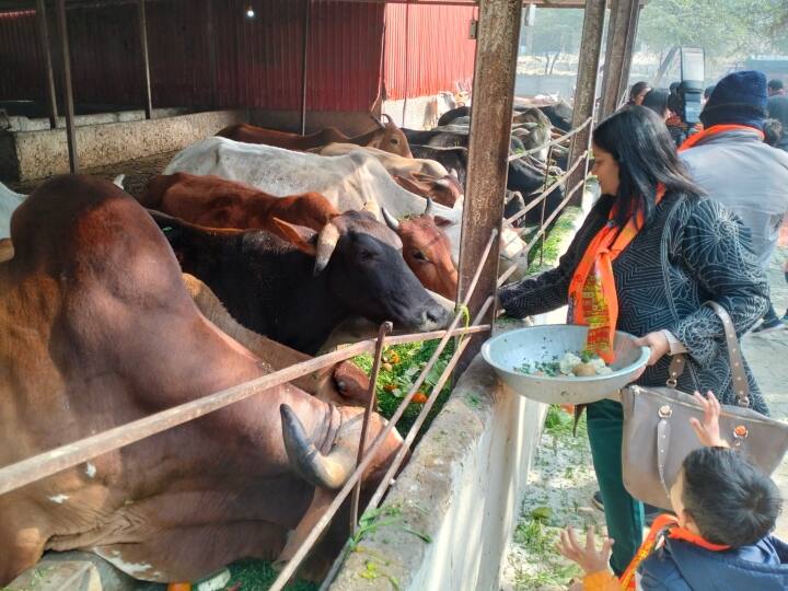 Agra News: आगरा में गायों को लगाया 84 प्रकार का भोग, 22 जनवरी को दिवाली मनाने की तैयारी Ram Mandir Inauguration Agra Gau mata puja and fed 84 types of food ann Agra News: आगरा में गायों को लगाया 84 प्रकार का भोग, 22 जनवरी को दिवाली मनाने की तैयारी