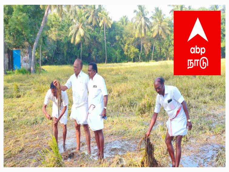 Mayiladuthurai Masilamani, Secretary of the Tamil Nadu Farmers' Association, visited the flood affected - TNN விவசாயிகளின் குறுகிய கால கடனை தள்ளுபடி செய்ய வேண்டும் - விவசாய சங்க மாநில பொதுச் செயலாளர் மாசிலாமணி