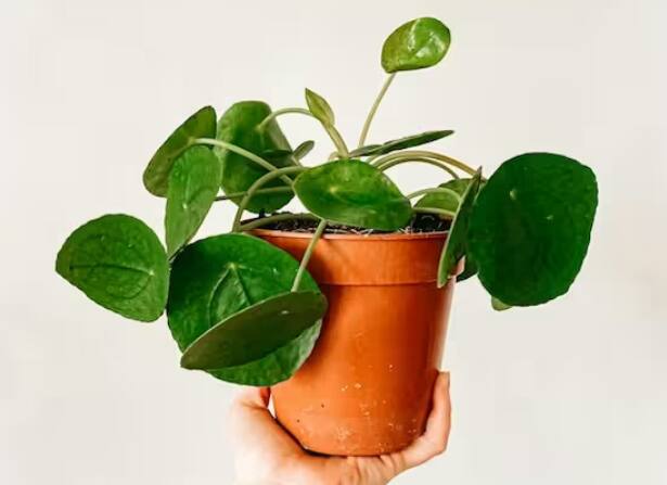 ਮਨੀ ਪਲਾਂਟ ਨੂੰ ਚੰਗੀ ਰੋਸ਼ਨੀ ਦੀ ਲੋੜ ਹੁੰਦੀ ਹੈ। ਜੇ ਇਸ ਨੂੰ ਕਾਫ਼ੀ ਰੋਸ਼ਨੀ ਨਹੀਂ ਮਿਲਦੀ, ਤਾਂ ਇਹ ਵਧਣਾ ਬੰਦ ਕਰ ਦੇਵੇਗਾ। ਇਸ ਨੂੰ ਬਹੁਤ ਜ਼ਿਆਦਾ ਪਾਣੀ ਨਹੀਂ ਦੇਣਾ ਚਾਹੀਦਾ। ਇਹ ਇਸ ਦੀਆਂ ਜੜ੍ਹਾਂ ਵਿੱਚ ਸੜਨ ਦਾ ਕਾਰਨ ਬਣ ਸਕਦਾ ਹੈ ਅਤੇ ਪੌਦਾ ਮਰ ਸਕਦਾ ਹੈ।