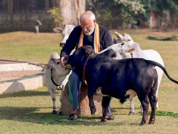 Pm modi: ਪ੍ਰਧਾਨ ਮੰਤਰੀ ਨਰਿੰਦਰ ਮੋਦੀ ਨੇ ਦਿੱਲੀ ਵਿੱਚ ਕੇਂਦਰੀ ਰਾਜ ਮੰਤਰੀ ਐਲ ਮੁਰੂਗਨ ਦੀ ਸਰਕਾਰੀ ਰਿਹਾਇਸ਼ 'ਤੇ ਪੋਂਗਲ ਦਾ ਤਿਉਹਾਰ ਮਨਾਇਆ। ਇਸ ਦੌਰਾਨ ਉਨ੍ਹਾਂ ਆਪਣੀ ਰਿਹਾਇਸ਼ 'ਤੇ ਗਊ ਸੇਵਾ ਕੀਤੀ ਅਤੇ ਗਾਵਾਂ ਨੂੰ ਚਾਰਾ ਖੁਆਇਆ।