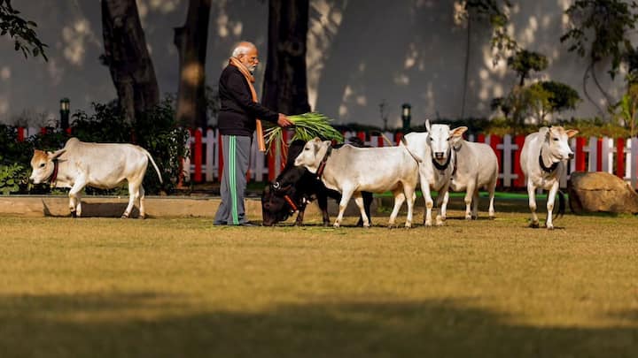নয়াদিল্লির লোক কল্যাণ মার্গে তাঁর বাসভবনে এর আগেও গো-সেবা করেছেন প্রধানমন্ত্রী নরেন্দ্র মোদি