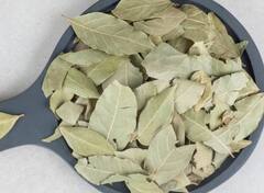 हिवाळ्यात सकाळी पाण्यात तमालपत्र उकळून प्या, आरोग्यासाठी ठरु शकेल फायदेशीर