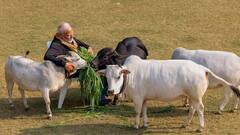 PM Modi: মকর সংক্রান্তিতে 'গো-সেবা'য় মন মোদির, রইল নানা মুহূর্ত