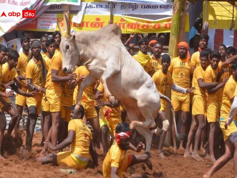 Jallikattu Bull Taming Sport Begins In Tamil Nadus Madurai details here Jallikattu 2024: తమిళనాడులో మొదలైన జల్లికట్టు పోటీలు - 6 కార్లు గిఫ్ట్‌గా ఇవ్వనున్న స్టాలిన్, ఉదయనిధి
