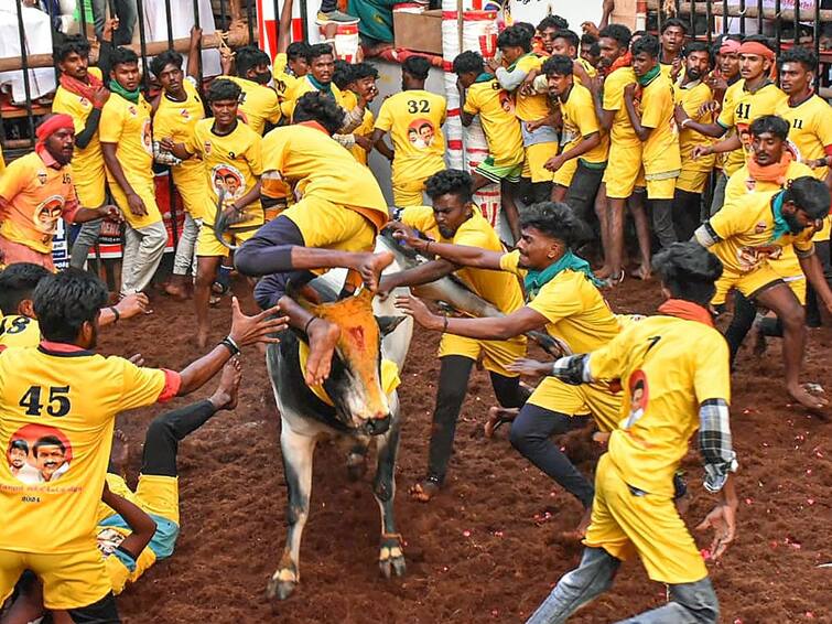 Tamil Nadu Jallikattu 2 Police Personnel Among 45 Injured During Event In Madurai TN: 2 Cops Among 45 Injured During Jallikattu Event In Madurai