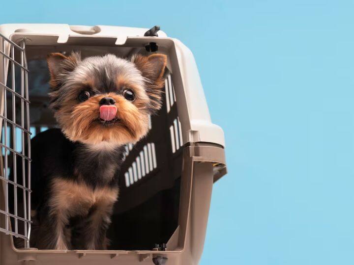 पालतू जानवरों के साथ कहीं यात्रा करने से पहले पता करें कि होटल में पालतू जानवरों को लाना एलाऊ है कि नहीं. कई होटलों में कर्मचारियों से बात करके पालतू जानवरों के लिए आवास की व्यवस्था की जा सकती है.