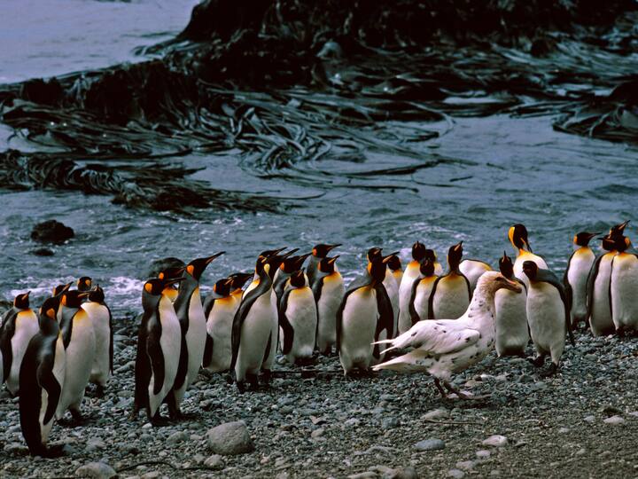 6. Similar to other birds, penguins lack teeth. Instead, the interior of their mouths is equipped with backward-facing fleshy spines, aiding them in directing their fishy meals down their throats. (Image Source: Getty)