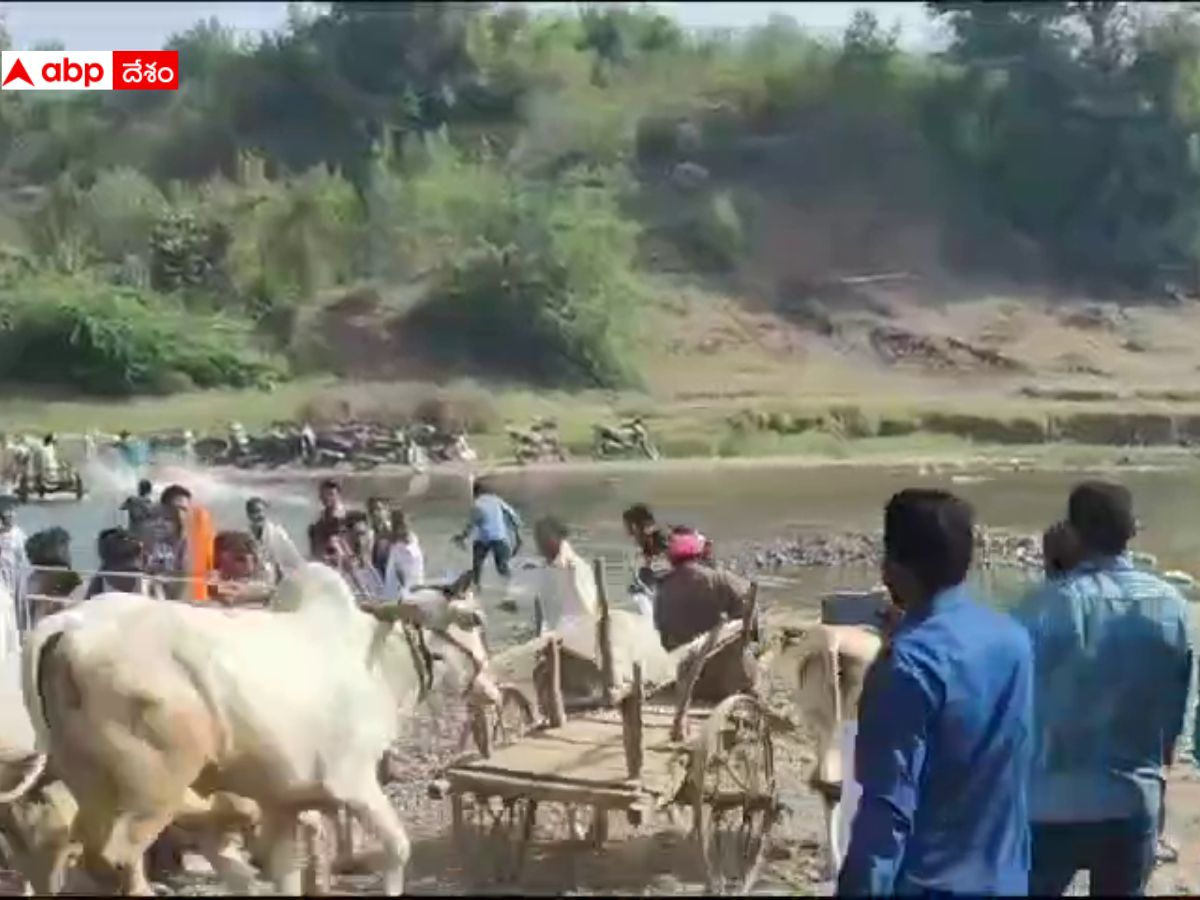 Bullock Cart Race: సంక్రాంతి వేళ ఆసిఫాబాద్ జిల్లాలో సందడిగా ఎడ్లబండి పోటీలు